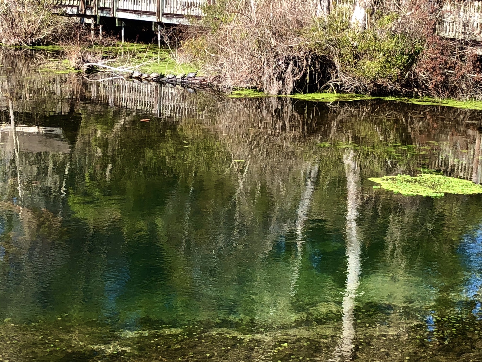 Magnolia Springs State Park In Millen Ga Southeast To Start